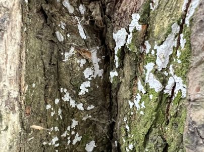 A - nejednoznačne určen&yacute;, nie sme si ist&iacute;