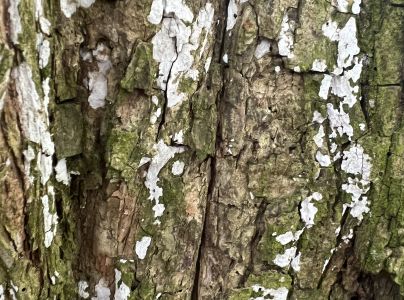 A - nejednoznačne určen&yacute;, nie sme si ist&iacute;