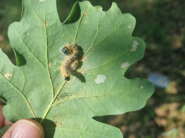 Fal&eacute;ra lipov&aacute;