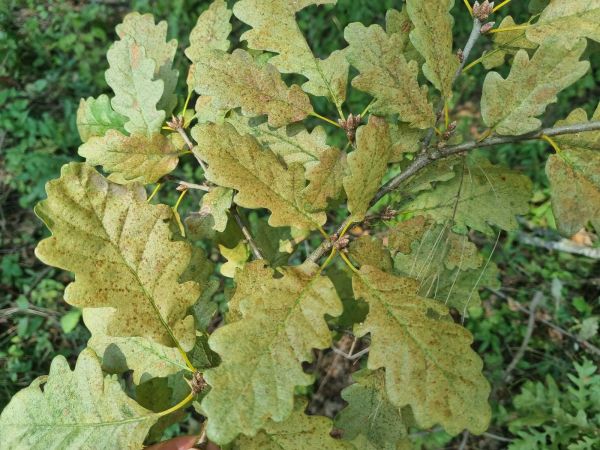 Sietnička dubov&aacute;