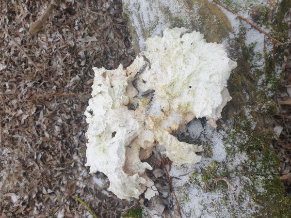 A - nejednoznačne určen&yacute;, nie sme si ist&iacute;