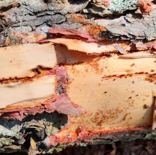 Miroslav Rybárik, OLH