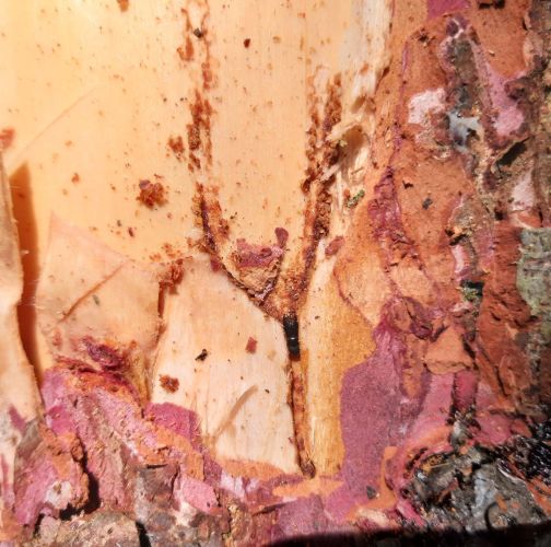 Miroslav Rybárik, OLH