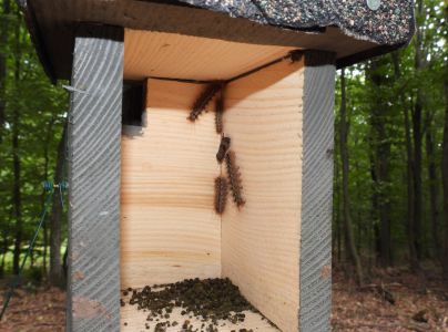 Mn&iacute;&scaron;ka veľkohlav&aacute;