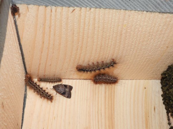 Mn&iacute;&scaron;ka veľkohlav&aacute;