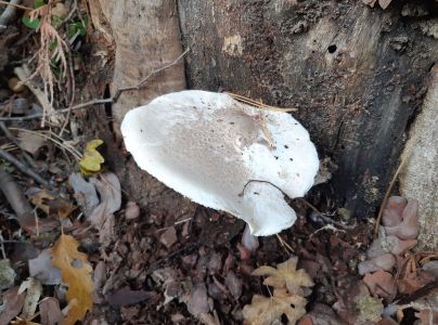 A - nie je v datab&aacute;ze