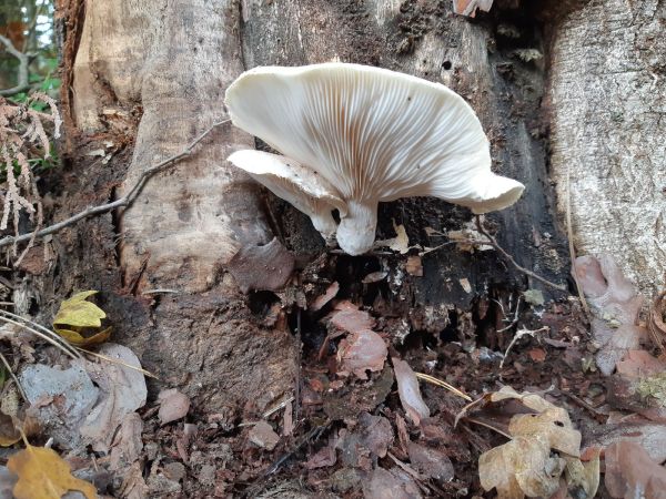 A - nie je v datab&aacute;ze