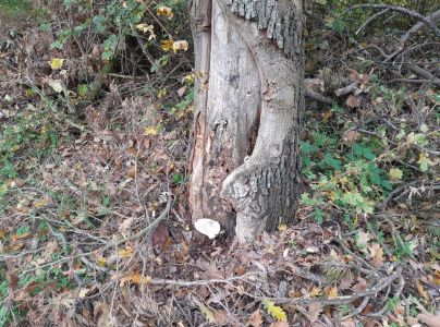 A - nie je v datab&aacute;ze