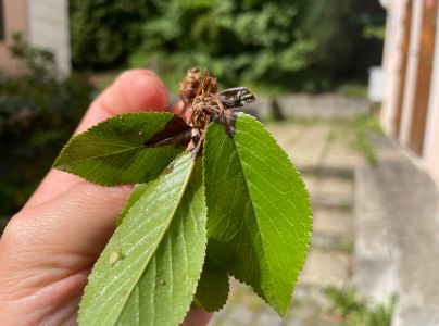 Mon&iacute;liov&aacute; hniloba jadrov&iacute;n