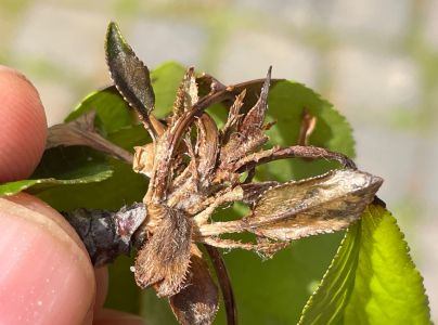 Mon&iacute;liov&aacute; hniloba jadrov&iacute;n