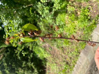 Mon&iacute;liov&aacute; hniloba jadrov&iacute;n