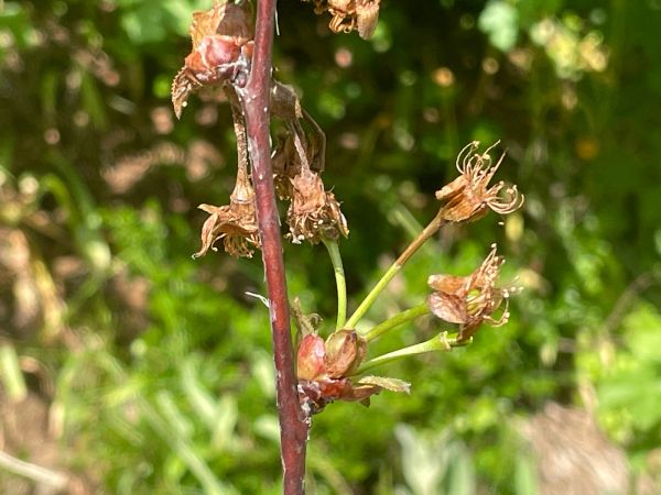 Mon&iacute;liov&aacute; hniloba jadrov&iacute;n