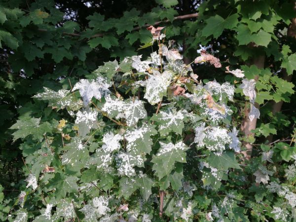 &Scaron;pir&aacute;lovka Tulasneova