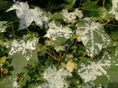 &Scaron;pir&aacute;lovka Tulasneova