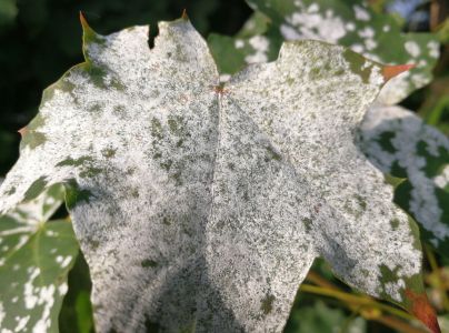 &Scaron;pir&aacute;lovka Tulasneova