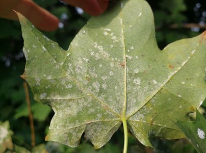 &Scaron;pir&aacute;lovka Tulasneova