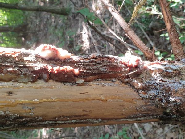 Plodokaz praslenov&yacute;