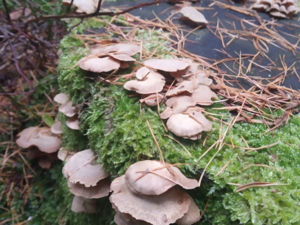 A - nejednoznačne určen&yacute;, nie sme si ist&iacute;