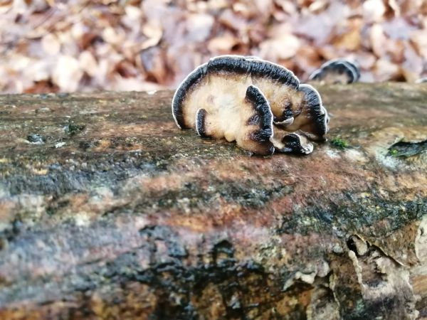 Sivop&oacute;rovka tmav&aacute;