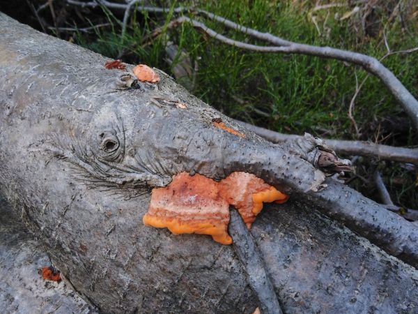 Červenica rumelkov&aacute;