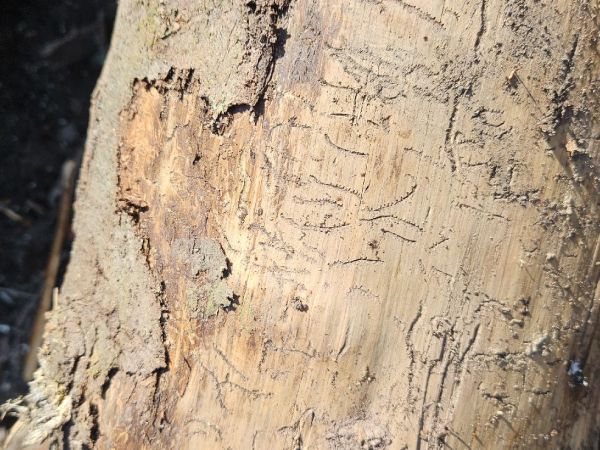 A - nejednoznačne určen&yacute;, nie sme si ist&iacute;