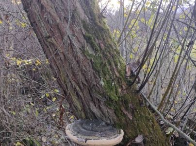 Pr&aacute;chnovec kopytovit&yacute;