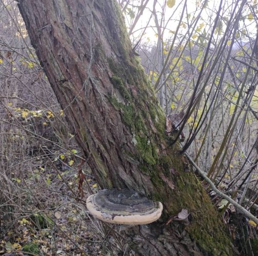 Martina Sucháňová 