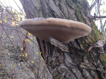 Pr&aacute;chnovec kopytovit&yacute;