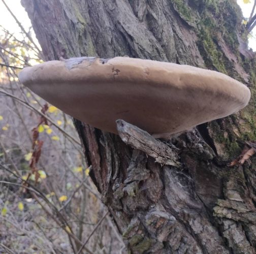 Martina Sucháňová 