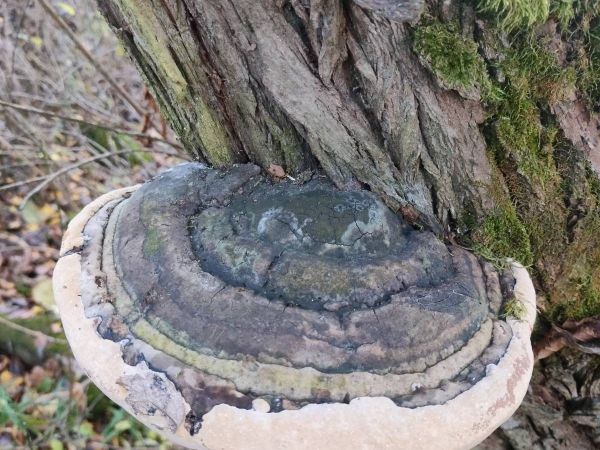 Pr&aacute;chnovec kopytovit&yacute;