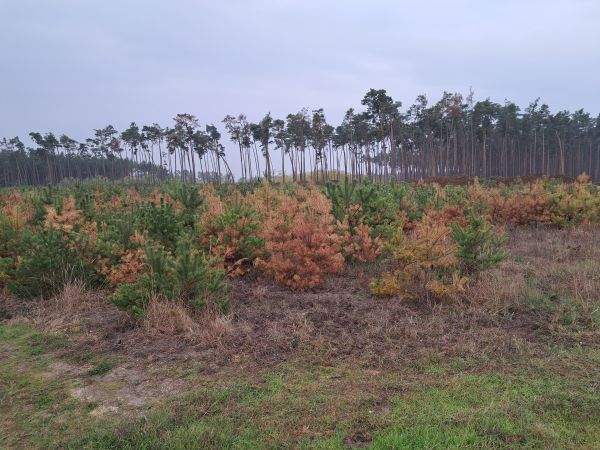 Chr&uacute;st paga&scaron;tanov&yacute;