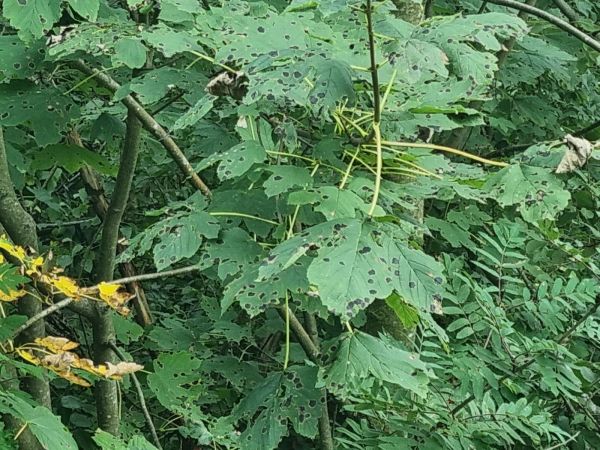 Čerň javorov&aacute;