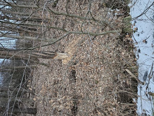 Bobor eur&oacute;psky 