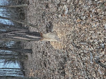 Bobor eur&oacute;psky 