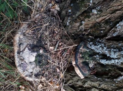 P&oacute;rovn&iacute;k jaseňov&yacute;