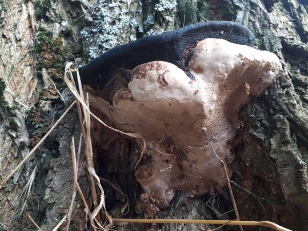 P&oacute;rovn&iacute;k jaseňov&yacute;