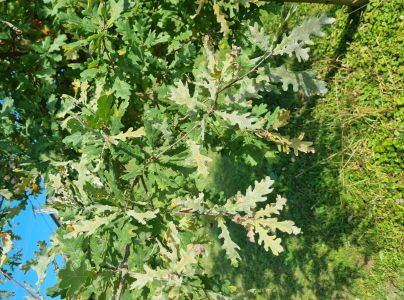 Drobnom&uacute;čka dubov&aacute;