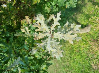 Drobnom&uacute;čka dubov&aacute;