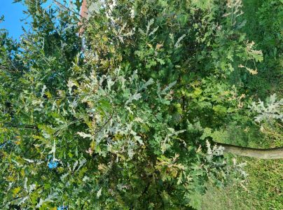 Drobnom&uacute;čka dubov&aacute;