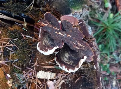 A - nie je v datab&aacute;ze