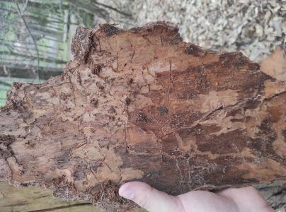 A - nejednoznačne určen&yacute;, nie sme si ist&iacute;