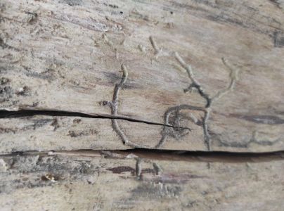 A - nejednoznačne určen&yacute;, nie sme si ist&iacute;