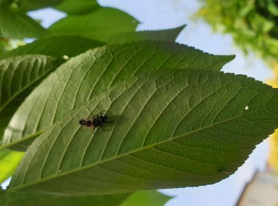 Lienka v&yacute;chodn&aacute;