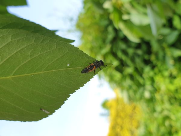 Lienka v&yacute;chodn&aacute;
