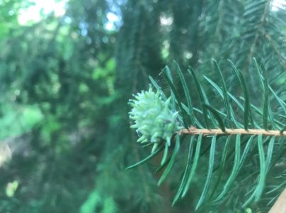 K&ocirc;rovnica smrekovcov&aacute;