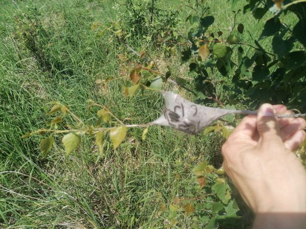 Priadkovec brezov&yacute;