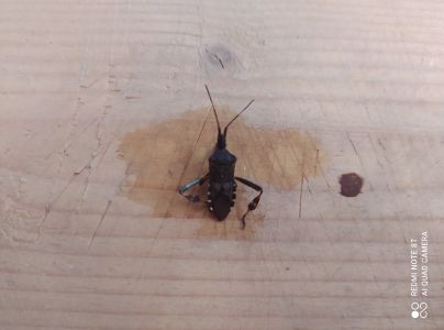 Obrubnica americk&aacute;