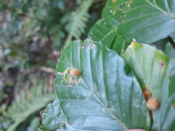 Byľomor Hartigiola annulipes