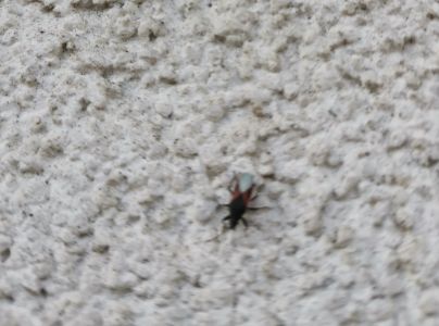 Plo&scaron;tička lipov&aacute;