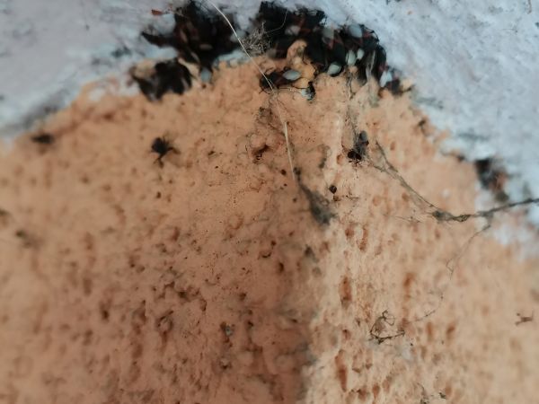 Plo&scaron;tička lipov&aacute;